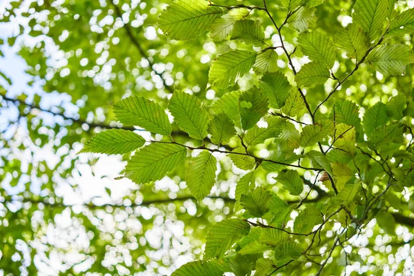 Backlit Green Leaves Branch Defocused Sky Conveying Freshness Spring Vibes — Stock Photo, Image