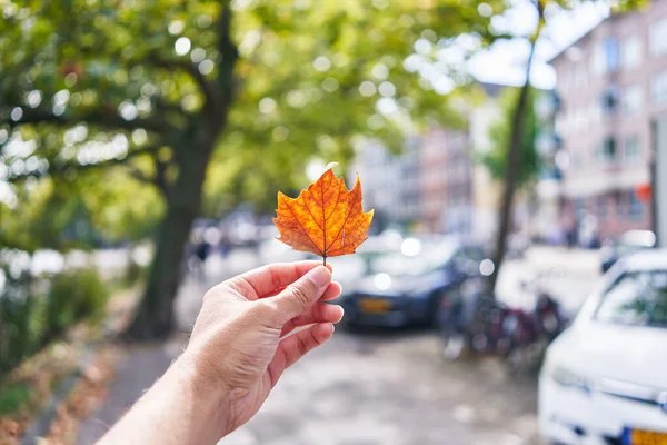 一个男人的手在朦胧的城市街道背景下展示着一片橙色的秋叶 — 图库照片