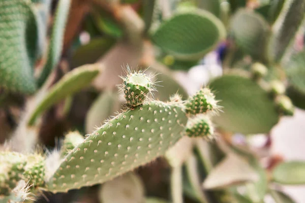 Close Green Cactus Plant Sharp Spines Sunny Desert Environment Depicting — Stock Photo, Image
