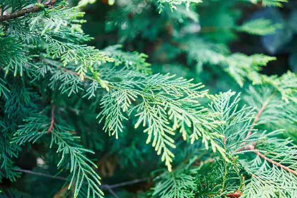 Close Lush Evergreen Thuja Branches Natural Daylight Embodying Tranquility — Stock Photo, Image