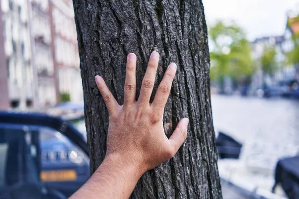 Die Hand Eines Mannes Berührt Sanft Einen Baumstamm Auf Einer — Stockfoto