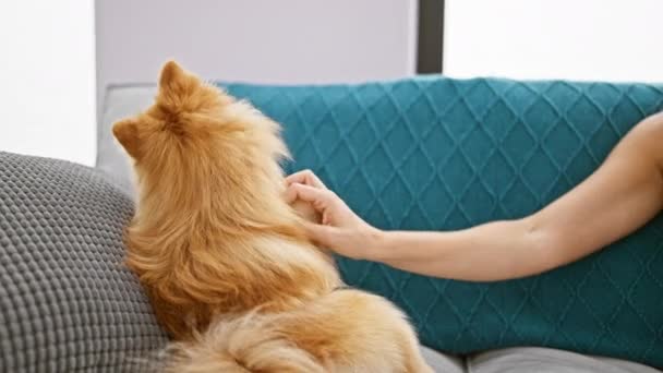 Hermosa Mujer Sentada Junto Con Perro Mascota Sofá Casa Retrato — Vídeos de Stock