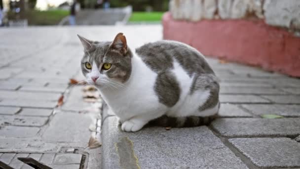 美しい灰色と白い猫が舗装された街路に座り 周囲を注意深く観察する鋭い目 — ストック動画