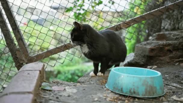 Černá Toulavá Kočka Bílými Tlapami Stojí Bdělá Prázdné Misky Jídlem — Stock video