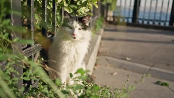 ふわふわ 黒と白の猫は 都市の屋外の設定で静けさを誇る日光の暖かい輝きの下に葉が並んだフェンスで座っています — ストック動画