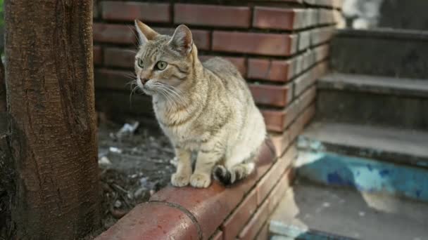 Tlustá Kočka Sedí Cihlové Římse Schodů Pozoruje Své Městské Venkovní — Stock video