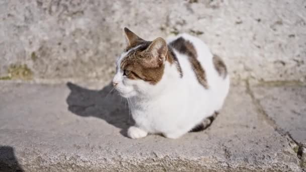静かな白と茶色の猫が屋外の晴れた都市コンクリートの表面に座り 穏やかで優しさを誇っています — ストック動画