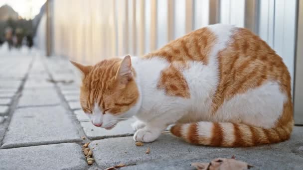 ジンジャーと白い猫は ぼやけた都市の背景を持つ石畳の通りで食べる — ストック動画