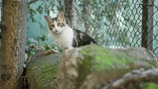 慎重な視線を持つ野良猫は チェーンリンクフェンスで覆われた岩に基づいており 都市の野生生物を例示しています — ストック動画