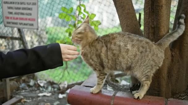 一个女人在一个满是瓦砾的城市小巷里轻柔地摸着一只流浪的胖胖的猫 展示了人类和动物之间的交流 — 图库视频影像