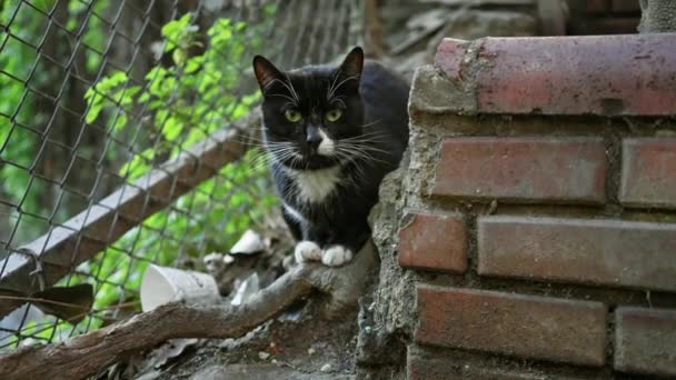 Любопытная Черно Белая Кошка Сидящая Обломках Заросшем Городском Переулке — стоковое видео