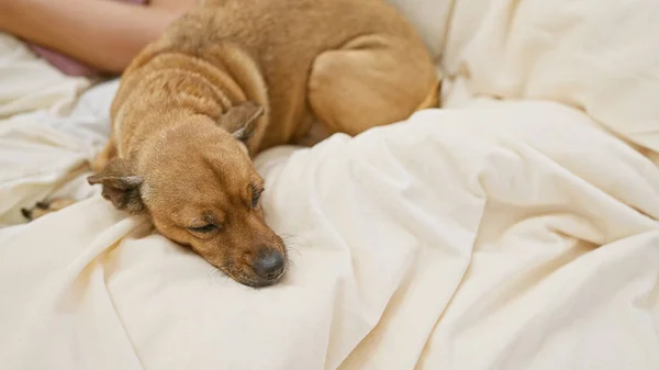 Cão Marrom Dormindo Pacificamente Lado Uma Pessoa Irreconhecível Uma Cama — Fotografia de Stock