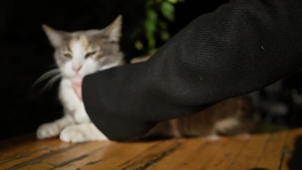 Kärleksfull Kalico Katt Njuter Milda Husdjur Från Persons Hand Inomhus — Stockvideo