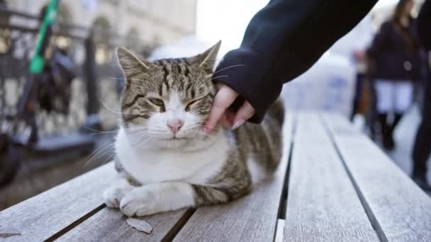 Eine Zufriedene Katze Genießt Die Menschliche Berührung Auf Einer Bank — Stockvideo