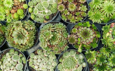 Bahçe dekorasyonu için çeşitli saksılar yakın sırayla dizilmiş..