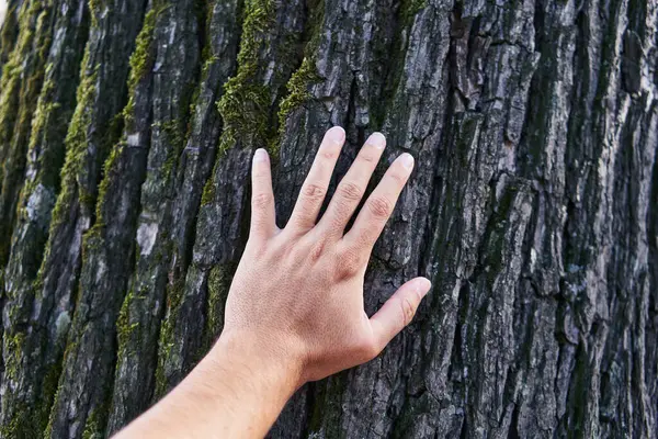 Mands Hånd Rører Den Teksturerede Bark Træ Naturlig Udendørs Omgivelser - Stock-foto