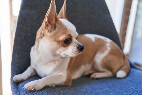 Close Contemplative Chihuahua Lying Blue Chair Indoors Showcasing Its Alert — Stock Photo, Image