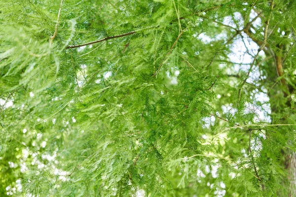 Lush Greenery Fills Frame Vibrant Fern Leaves Soft Sunlight Filtering — Stock Photo, Image
