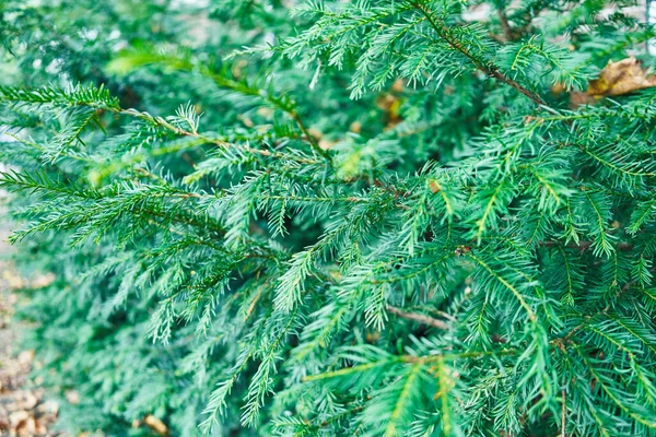 Närbild Levande Gröna Grangrenar Naturlig Utomhusmiljö Med Mjuk Fokus Bakgrund — Stockfoto