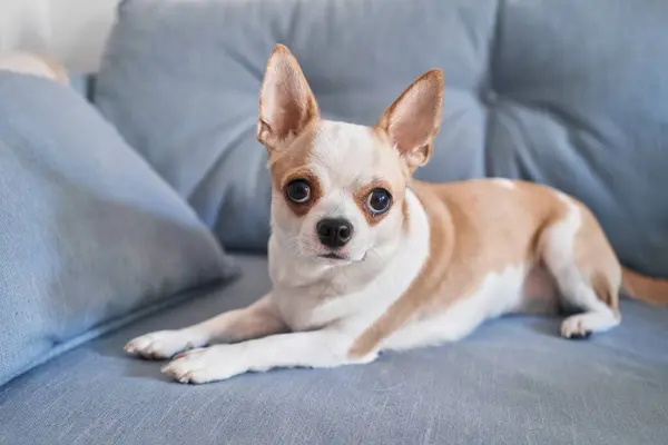 Een Kleine Chihuahua Die Alert Een Blauwe Bank Ligt Met — Stockfoto