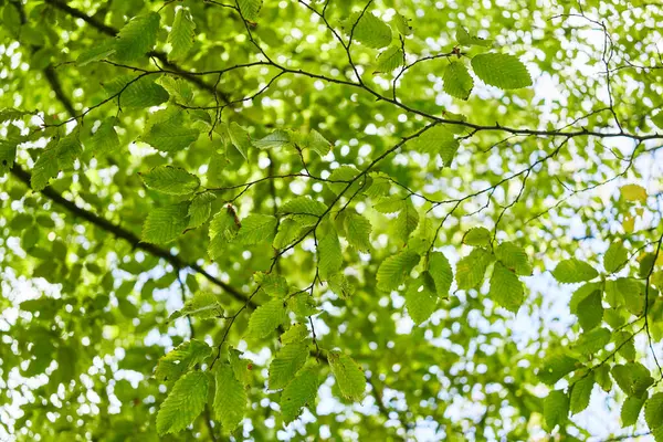 Sluneční Filtry Přes Zářivě Zelené Listy Klidné Lesní Baldachýn Scény — Stock fotografie