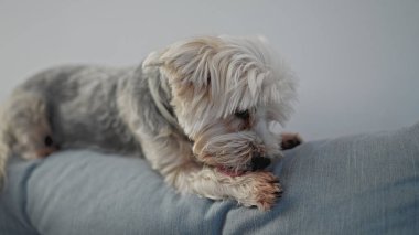 Yorkshire Teriyeri alerji yüzünden yalanıyor.