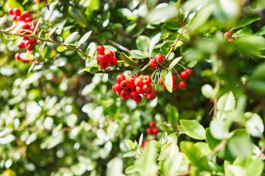 Doğal gün ışığında yemyeşil bir çalılıkta parlak kırmızı böğürtlen kümesi, canlı bir bahçe manzarası izlenimi uyandırıyor..