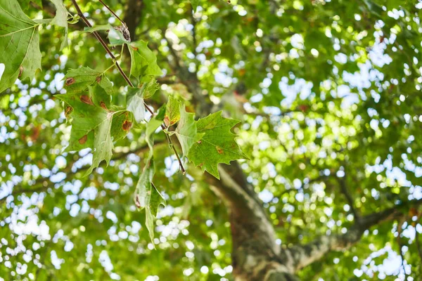 Close-up of a sycamore tree leaves with sunlight filtering through the greenery, highlighting natural textures.