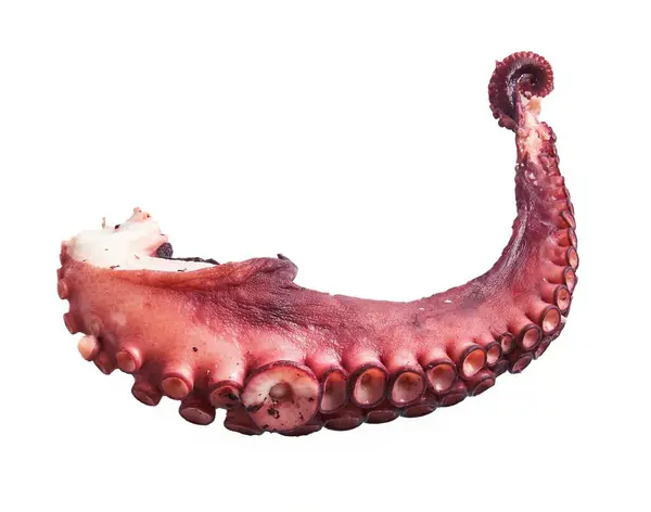 Isolated tentacle of an octopus on white showing detail of the suction cups.