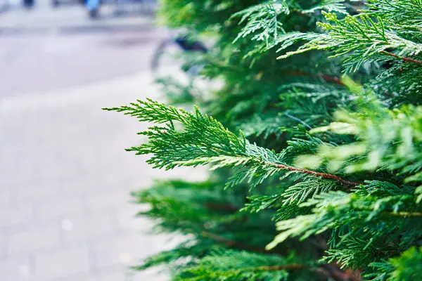 Close Vibrant Green Conifer Branches Blurred Urban Background Suggesting City — Stock Photo, Image
