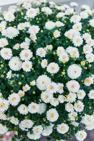 Close Vibrant White Chrysanthemums Blooming Natural Garden Setting — Stock Photo, Image