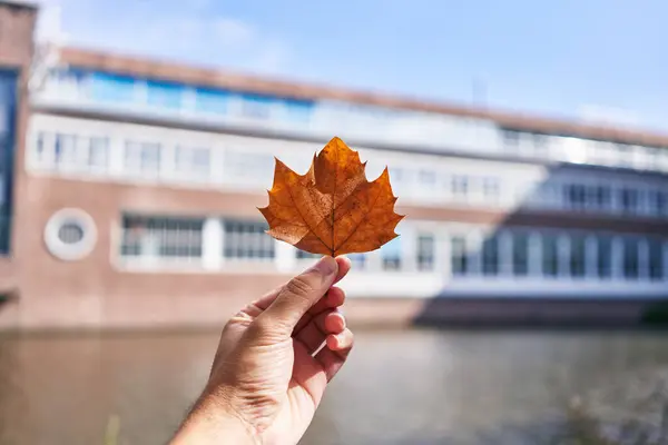 一只手紧握着一片清澈的秋叶 身后是一座模糊的城市建筑和一条水路 — 图库照片