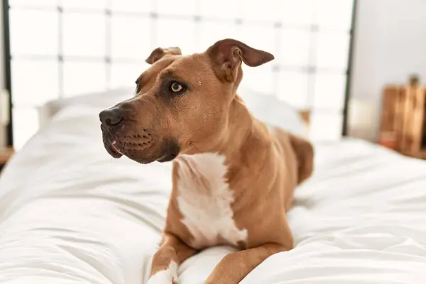 Alert Brown Dog Resting White Bed Bright Bedroom Looking Away — Stock Photo, Image