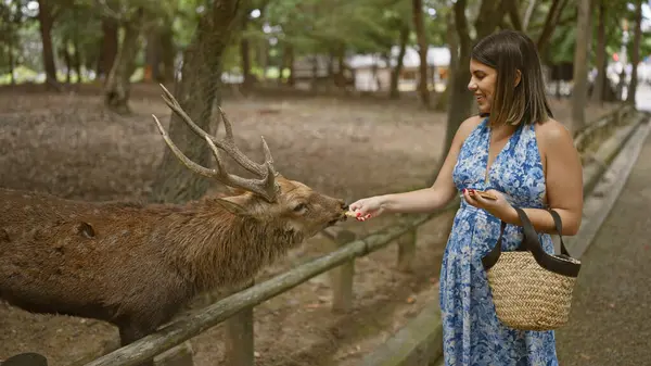 Neşeli, güzel İspanyol kadın Japonya 'daki popüler Nara Parkı' nda tatlı geyiklerle neşeyle besleniyor. Benzersiz kültür ve vahşi hayatın tadını çıkarıyor.!