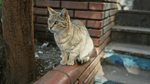 アラートタビー猫は 都市の野生生物を体現する屋外の都市設定で木によって導かれたレンガに付着します — ストック写真