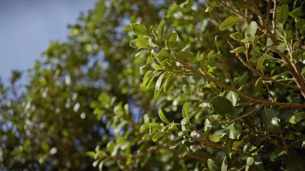 Closeup Lush Evergreen Shrub Murcia Spain Vibrant Foliage Sun — Stock Photo, Image