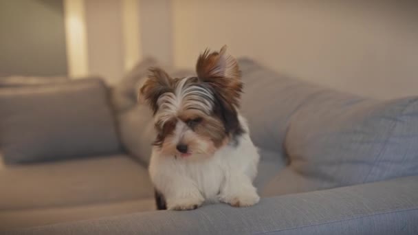 Cachorro Bíewer Terrier Sentado Con Atención Sofá Suave Acogedor Ambiente — Vídeos de Stock
