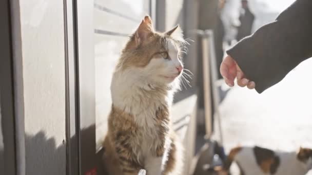 Una Persona Affettuosamente Animali Domestici Gatto Strada Marciapiede Urbano Soleggiato — Video Stock