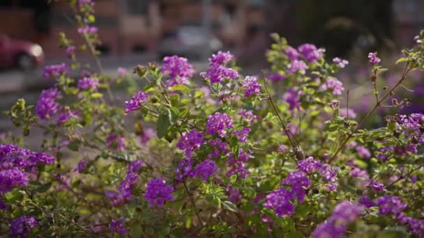 Flores Vibrantes Lantana Roxas Florescem Meio Folhagem Verde Jardim Urbano — Vídeo de Stock