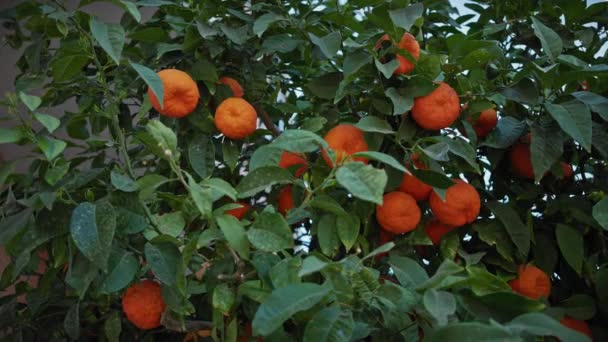 Naranjas Vibrantes Cuelgan Medio Frondoso Follaje Árbol Cítrico Murcia España — Vídeo de stock