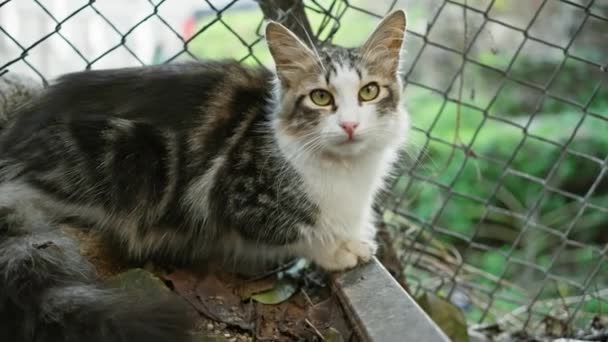 Tabby Cat White Fur Sits Pensively Wire Mesh Outdoors Surrounded — Stock Video