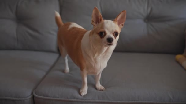 Riaszd Chihuahua Kutyáját Aki Szürke Kanapén Odafigyel Odabent — Stock videók