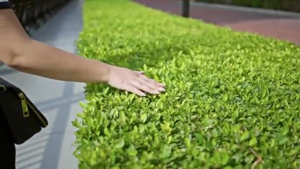 Eine Frau Streift Grüne Heckenpflanzen Einem Sonnigen Outdoor Park Mit — Stockvideo