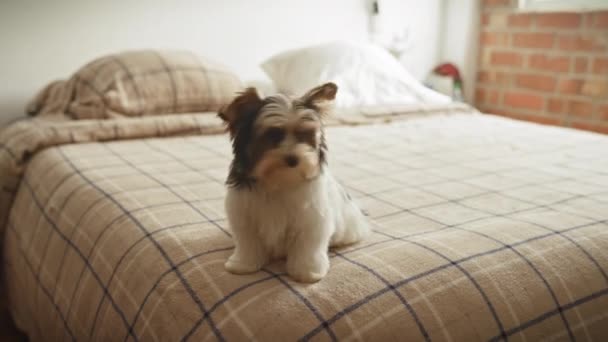 Cățeluș Terrier Află Atent Pat Model Carouri Într Dormitor Confortabil — Videoclip de stoc