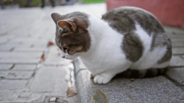 灰色と白の猫は 都市の設定で歩道に座って 周囲を警戒し 観察する — ストック動画
