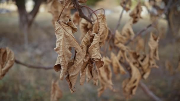 Detailní Záběr Uschlých Listů Větvích Během Podzimu Murcii Španělsko Zobrazující — Stock video