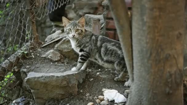 一只好奇的胖胖的猫用砖头和铁丝栅栏探索城市小巷 — 图库视频影像