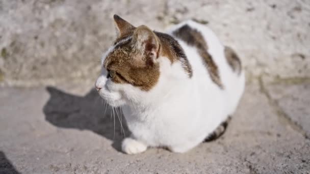 Eine Ruhige Katze Liegt Auf Einem Sonnenbeschienenen Städtischen Bürgersteig Und — Stockvideo