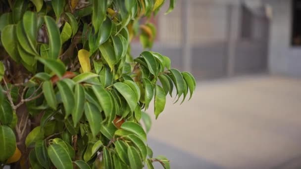 Exuberante Ficus Elastica Planta Hojas Entorno Urbano Aire Libre Murcia — Vídeo de stock