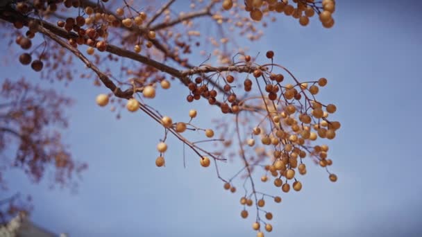 Золота Мелія Азедара Ягід Висять Гілок Тлі Прозорого Блакитного Неба — стокове відео